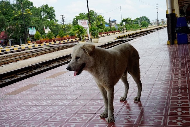 タイにいる犬の写真
