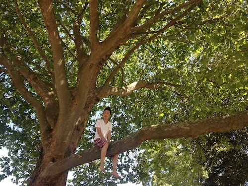 木に登っている人の画像